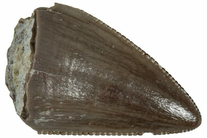 Serrated, Triassic Reptile (Postosuchus?) Tooth - Arizona #231182